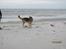 Schæferhund Kento...R.I.P.