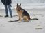 Schæferhund Kento...R.I.P.