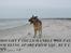 Schæferhund Kento...R.I.P.