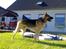 Schæferhund Kento...R.I.P.