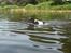 Blanding af racer Border Collie/Rizenschnauzer Trille