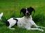 Blanding af racer Border Collie/Rizenschnauzer Trille
