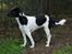 Blanding af racer Border Collie/Rizenschnauzer Trille