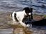 Blanding af racer Border Collie/Rizenschnauzer Trille