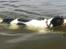 Blanding af racer Border Collie/Rizenschnauzer Trille