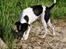 Blanding af racer Border Collie/Rizenschnauzer Trille