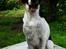 Blanding af racer Border Collie/Rizenschnauzer Trille