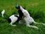 Blanding af racer Border Collie/Rizenschnauzer Trille