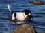 Blanding af racer Border Collie/Rizenschnauzer Trille