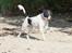 Blanding af racer Border Collie/Rizenschnauzer Trille