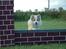 Border collie NOYTCB Split Second (Muffin)
