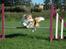 Border collie NOYTCB Split Second (Muffin)