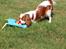 Cavalier king charles spaniel Nova