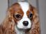 Cavalier king charles spaniel Nova