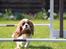 Cavalier king charles spaniel Nova