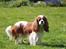 Cavalier king charles spaniel Nova