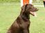 Labrador retriever wilma