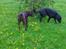 Labrador retriever wilma