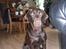 Labrador retriever wilma