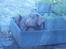 Labrador retriever wilma