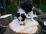 Border collie Zoey 14/3 -5/3 2023
