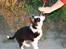 Border collie Zoey 14/3 -5/3 2023 - Dut ( poke )