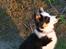 Border collie Zoey 14/3 -5/3 2023