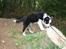 Border collie Zoey 14/3 -5/3 2023