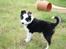 Border collie Zoey 14/3 -5/3 2023