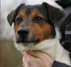 Jack russell terrier Paulo