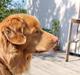 Nova scotia duck tolling retriever Simba