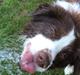 Border collie George