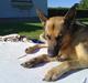 Schæferhund Kento...R.I.P.