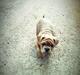 Olde english bulldogge Carla