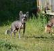 Chinese crested hårløs Innis Veran