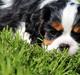 Cavalier king charles spaniel Vega
