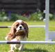 Cavalier king charles spaniel Nova