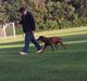 Labrador retriever wilma