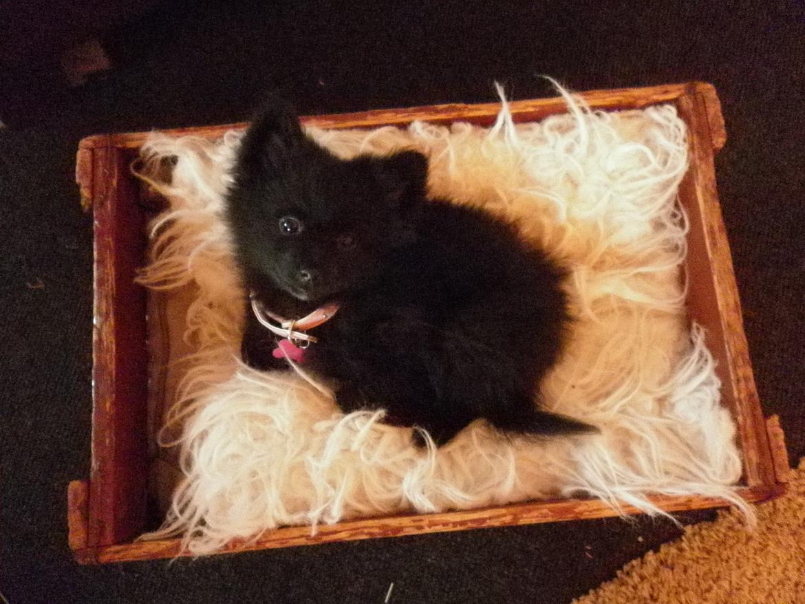 Pomeranian Zoey billede 16