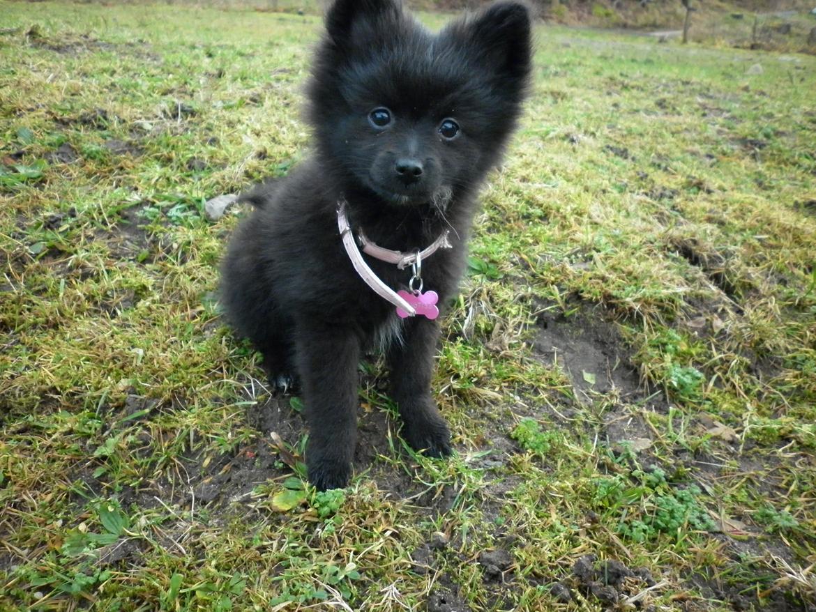 Pomeranian Zoey billede 17