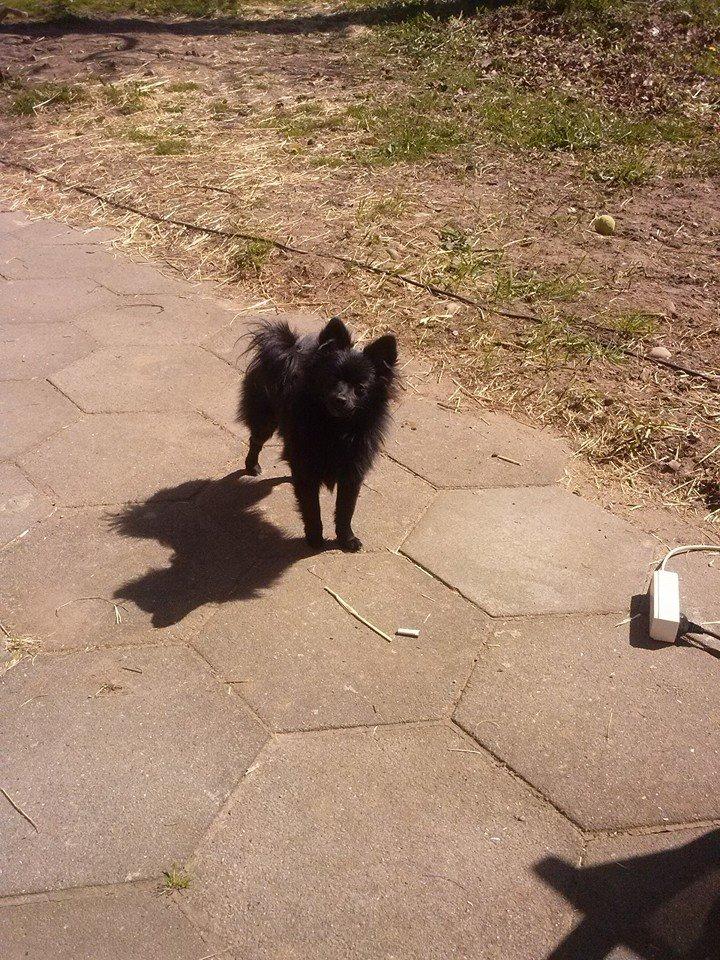 Pomeranian Zoey billede 19