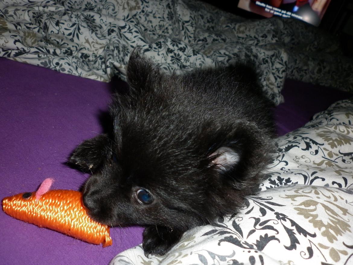 Pomeranian Zoey billede 25