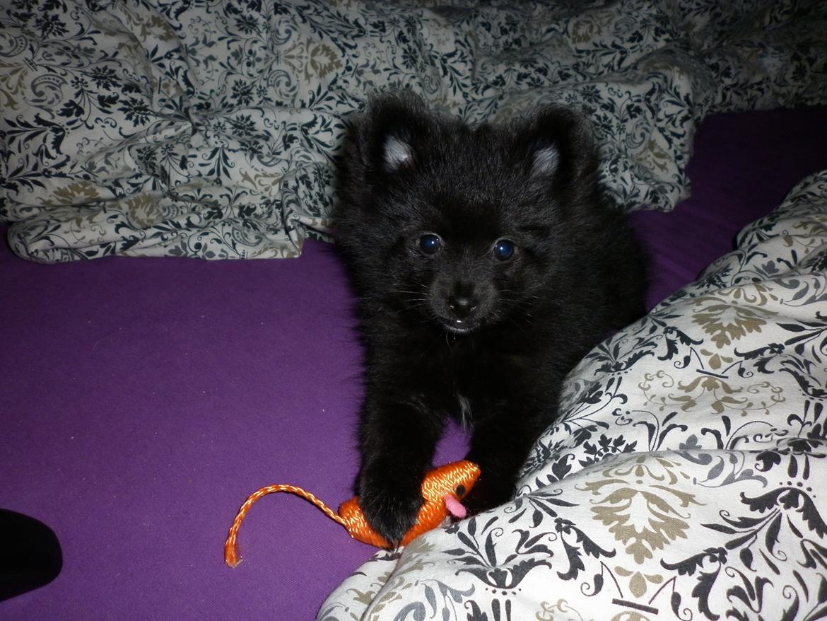 Pomeranian Zoey billede 23