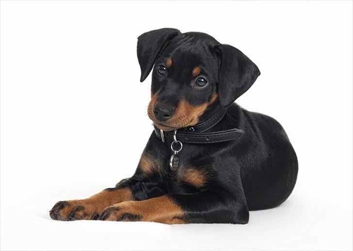 Tysk pinscher Jumping All Over Cheesecake / Frøken Krøyer billede 1