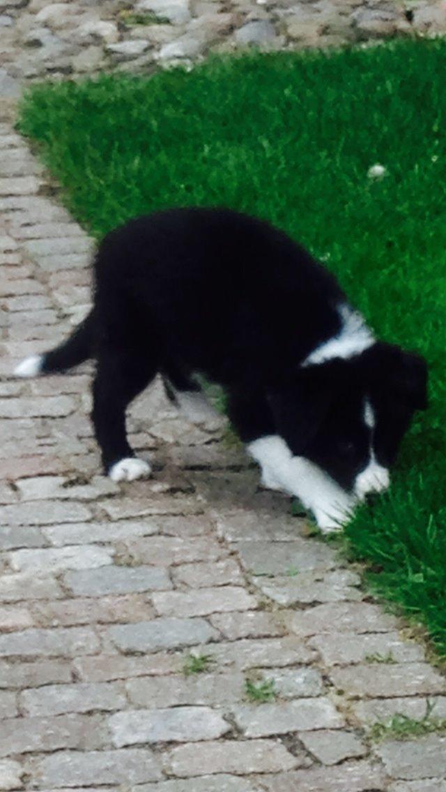 Border collie Jake billede 7