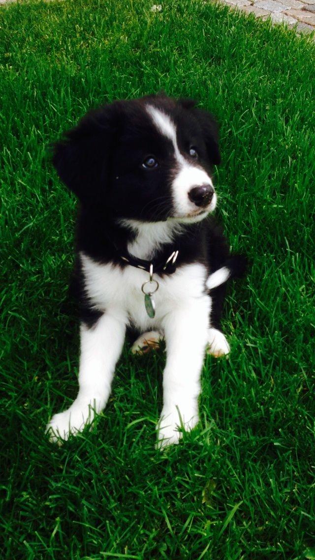 Border collie Jake billede 8