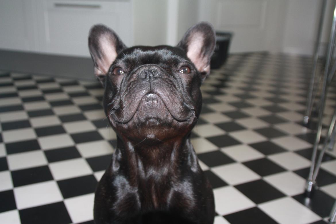 Fransk bulldog Muffi billede 9