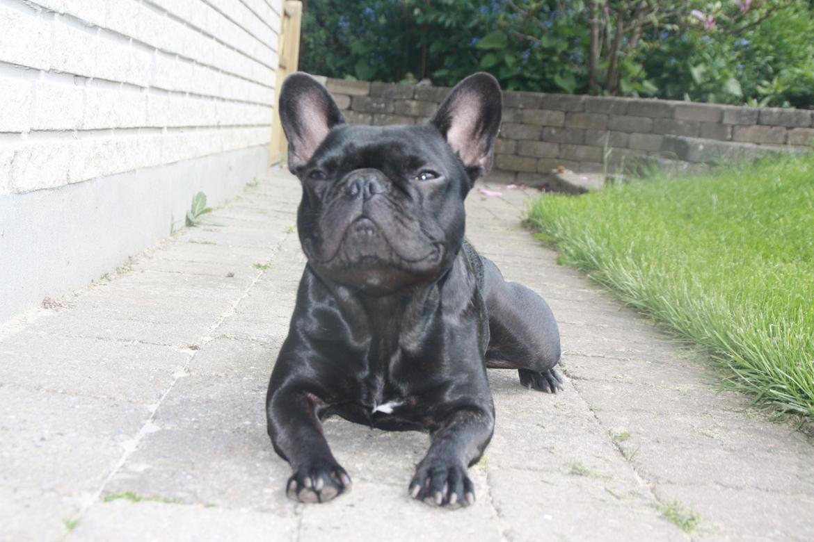 Fransk bulldog Muffi billede 7