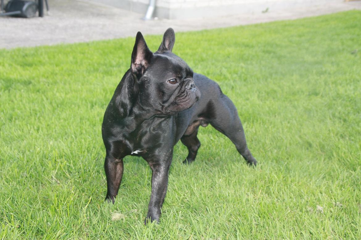 Fransk bulldog Muffi billede 6