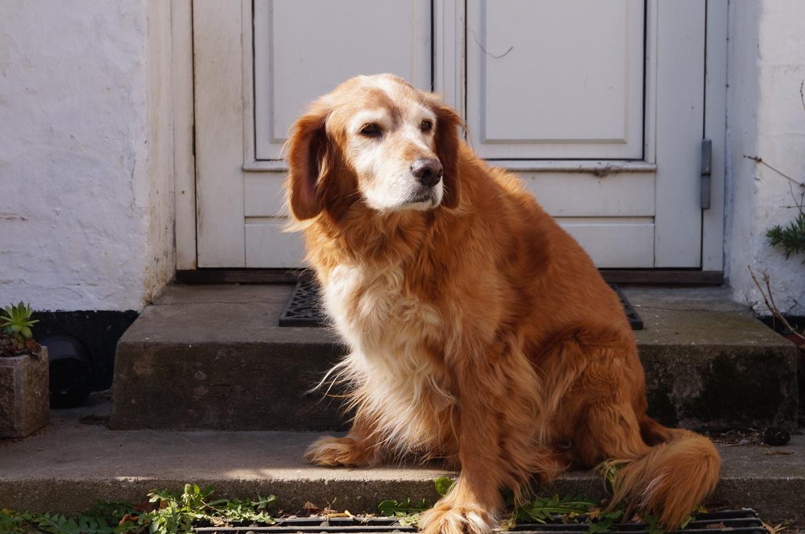 Nova scotia duck tolling retriever Marvin - Forår 2014 billede 3